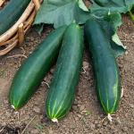 Potagères - Concombre Breso HF1 - Graines d'Exception - face recto